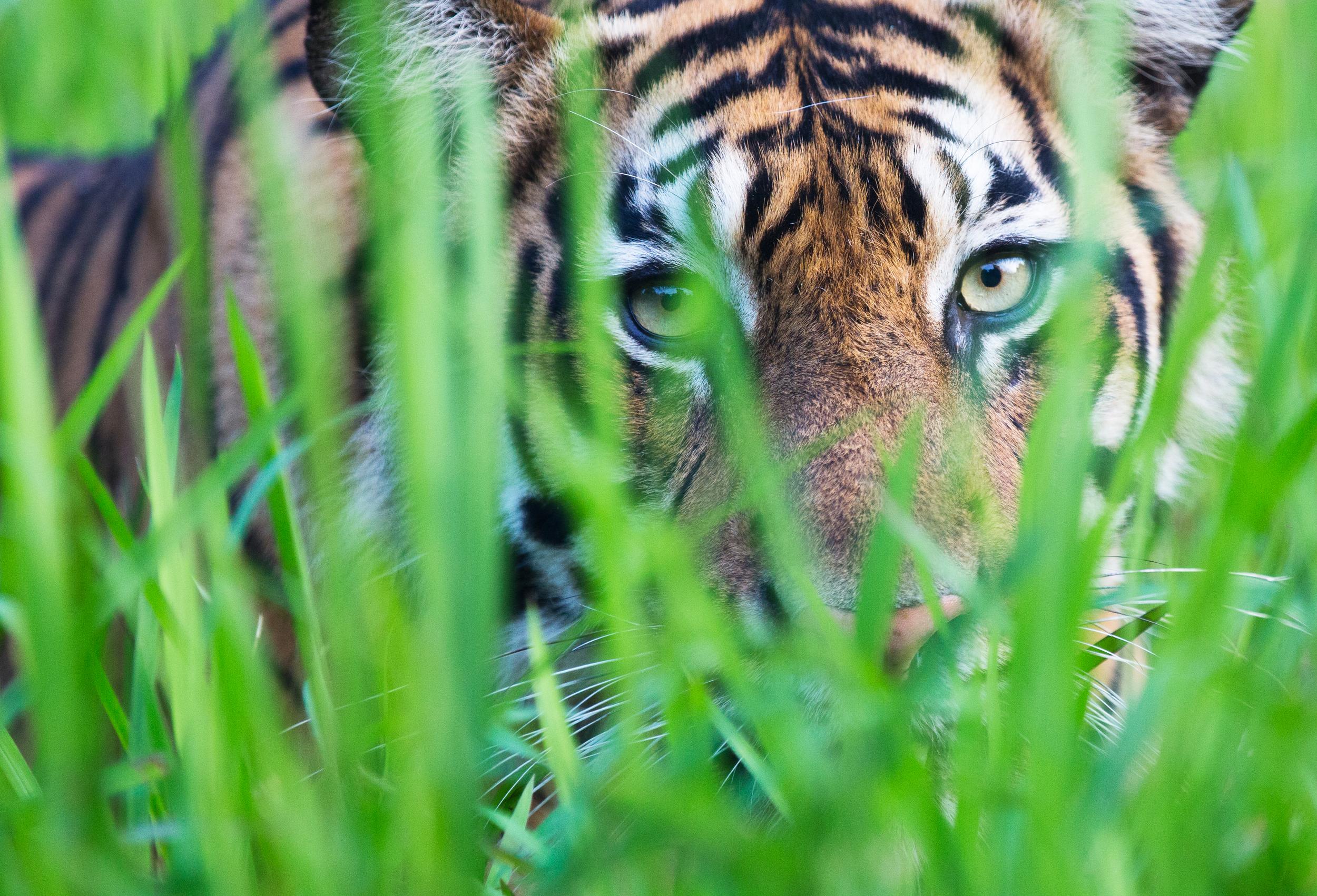 Sumatran Tiger in Tambling Wildlife Nature Conservation - Greenpeace USA