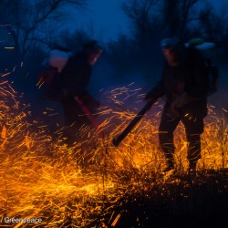 Dry Grass Fire in the Astrakhan Nature Reserve