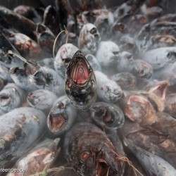 Frozen Albacore Tuna on Fishing Boat in Pacific Ocean