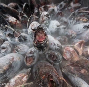 Frozen Albacore Tuna on Fishing Boat in Pacific Ocean