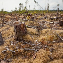 Clearcut in Cree Territory in Broadback Valley