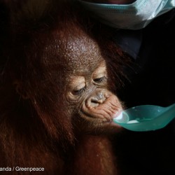 Orangutan Rescued in West Kalimantan