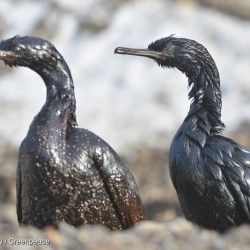 Oil Spill in Sakhalin Region in Russia