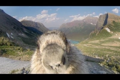 Marmot licks GoPro