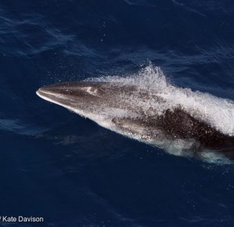 Fleeing Whale - Southern Ocean