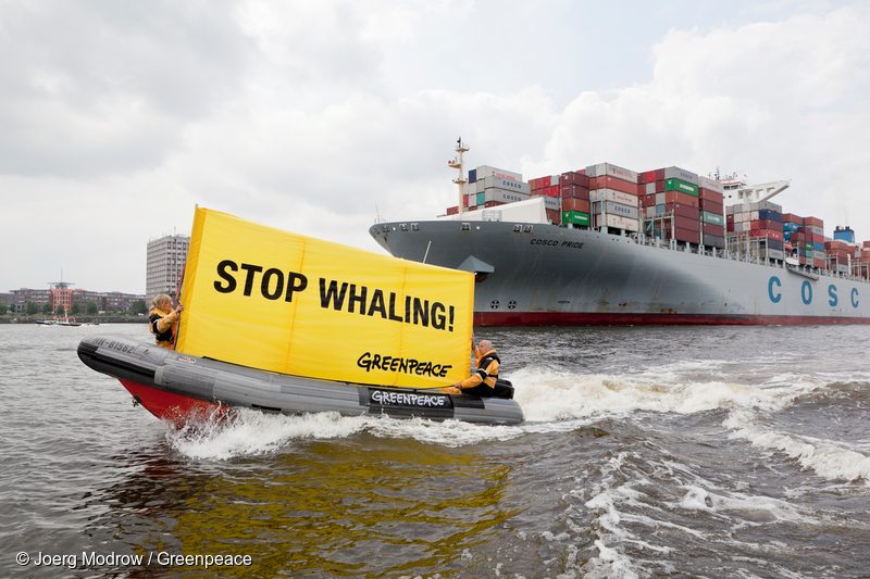 Greenpeace activists protest against the transport of fin whale meat.