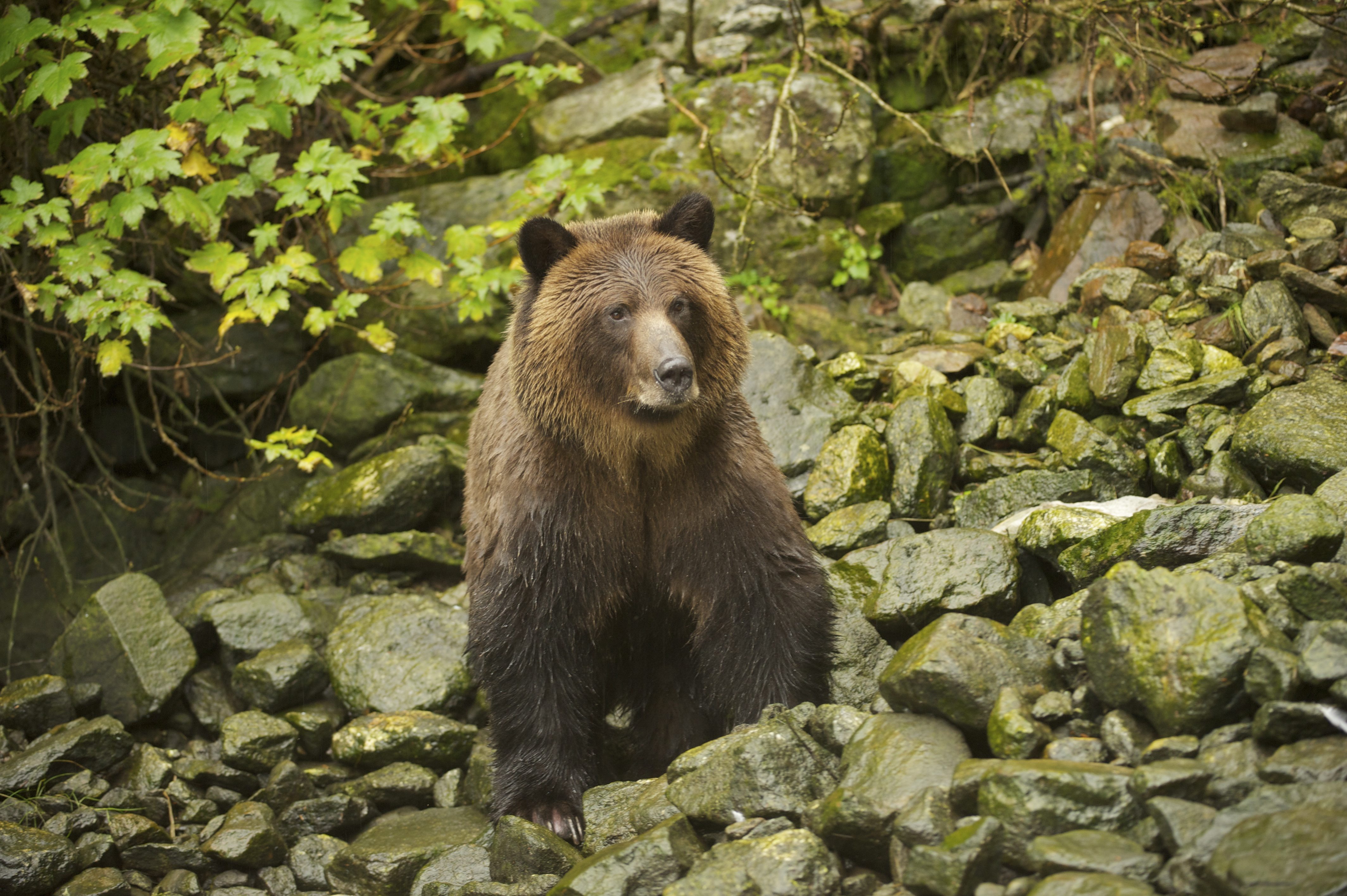 Grizzly Bear In Great Bear Rainforest In Canadagreat Bear Regenwald In Kanada Greenpeace Usa
