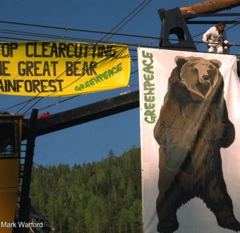 Banners on logging machines. Greenpeace activists occupy logging machines protest against clearcutting of Great Bear rainforest by Western Forest Products.