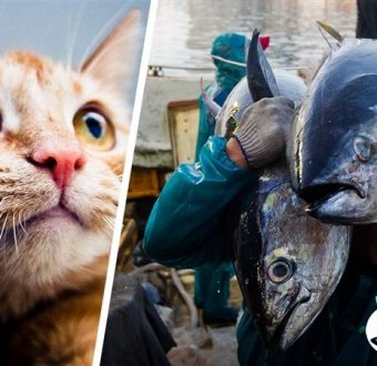 Some of the world's largest pet food brands are using #badtuna. Is yours?