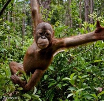 Orangutan in Central Kalimantan, Indonesia, 14 Sep, 2013, © Ulet Ifansasti / Greenpeace Swinging