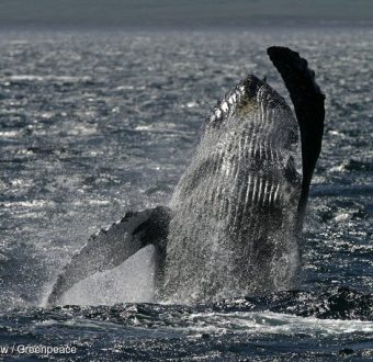 Humpback Whales in Gulf of Alaska