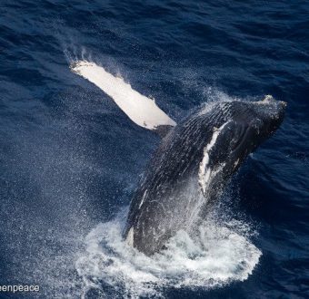 Humpback Whale in the Indian Ocean