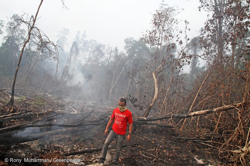 A Greenpeace activist bears witness to continuing fires in peat forests covered by a forest moratorium. Sumber Jaya Village, District Siak Kecil, Bengkalis, Riau Province, Indonesia.