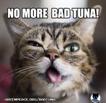 Greenpeace teams up with Lil Bub and other cats of the internet to say no more bad tuna!