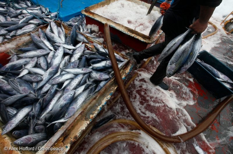 How the International Seafood Sustainability Foundation (ISSF) Blocks  Environmental Action - Greenpeace USA