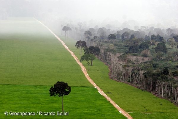 10 Years Ago the Amazon Was Being Bulldozed for Soy — Then Everything  Changed - Greenpeace USA