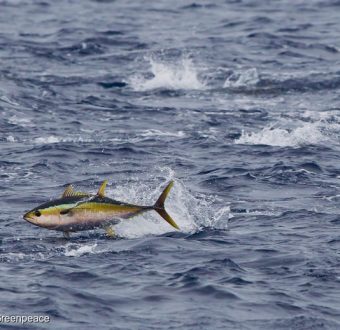 A yellowfin tuna (Thunnus albacares) breaks the surface of the Pacific Ocean.