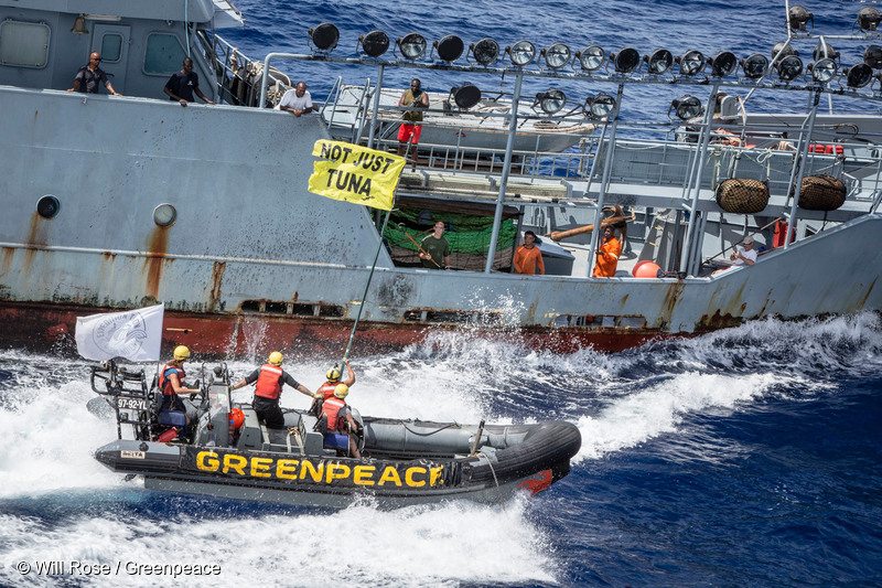 Activists at sea use environmentally friendly paint to black out controversial vessel's lights in second day of action pursuit. Activists on board the Greenpeace ship Esperanza use water-based black paint to disable lamps on the Explorer II, a vessel thought to habitually use some 80 high-powered lights to aggregate fish in a potential breach of marine regulations.