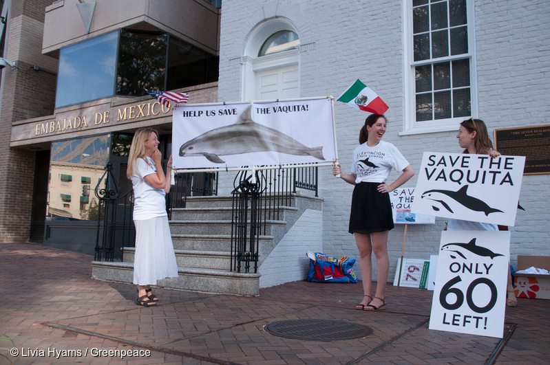 Greenpeace USA Ocean Director, John Hocevar, met with the Mexican Ambassador on July 7 while vaquita lovers rallied outside the Mexican Embassy in Washington D.C.