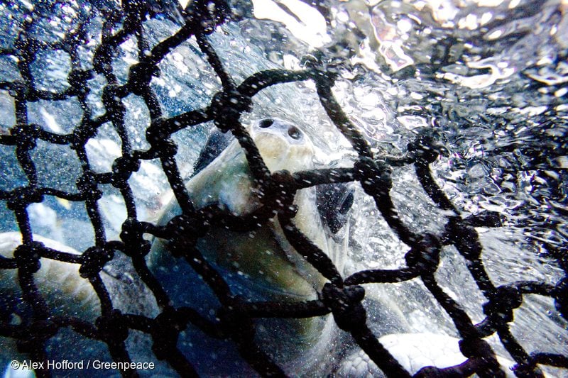 Loggerhead turtle caught in the net of the Ecuadorean purse seiner 'Ingalapagos', which was documented fishing on a fish aggregation device (FAD) by Greenpeace in the vicinity of the northern Galapagos Islands. Unknown number of endangered marine turtles die in purse seine FAD fisheries each year. Greenpeace is calling for a total ban on the use of fish aggregation devices in purse seining, and the establishment of a global network of marine reserves. LAT 04:07 NORTH / LONG 091:28 WEST