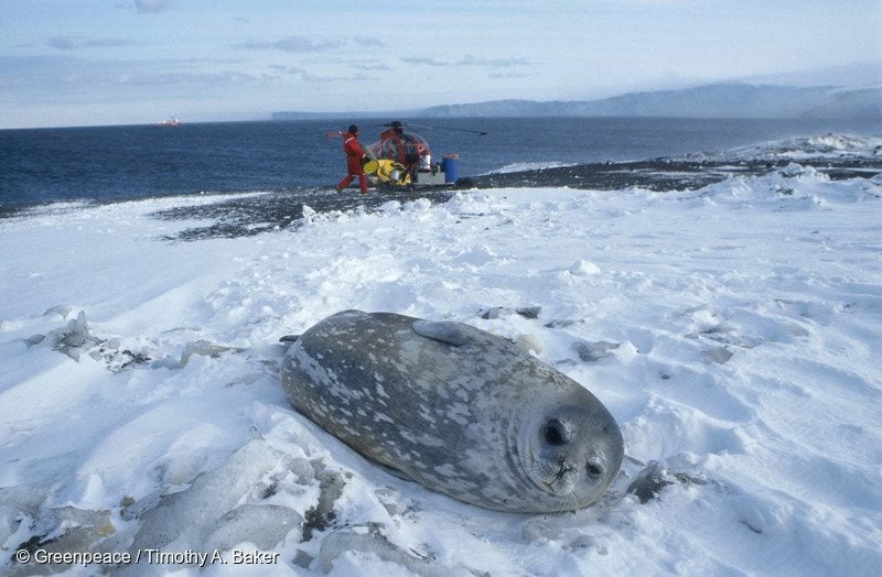 The Ross Sea is home to 45% of the Southern Pacific population of Weddell seals. And now it will be protected!