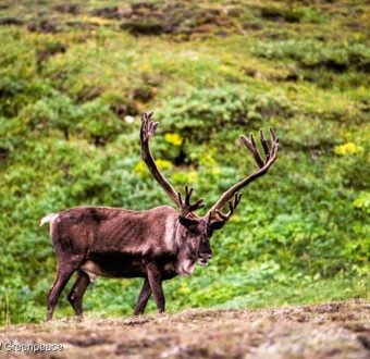 A Caribou found in the Boreal Forest in Canada.