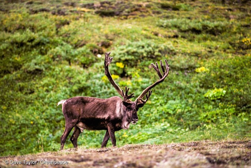 A Caribou found in the Boreal Forest in Canada.