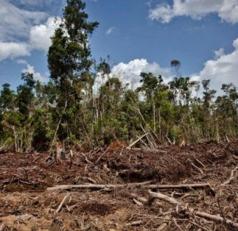 Peatland Destruction in Indonesia