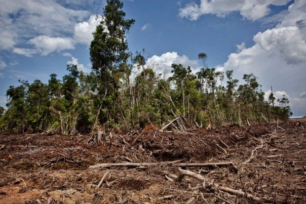 Peatland Destruction in Indonesia