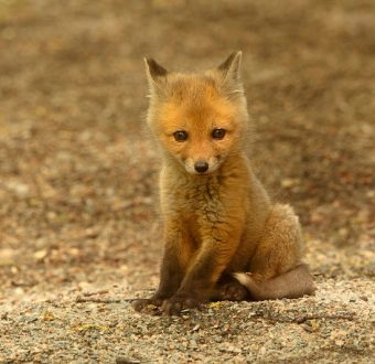 Red Fox Kit in Canadian Boreal Forest