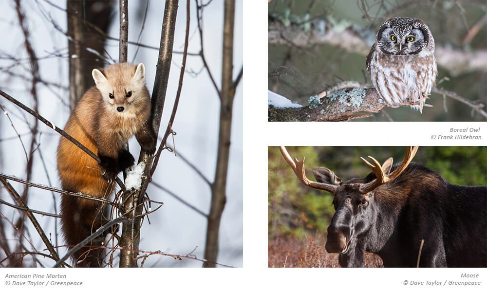 Images of the woodland caribou, Boreal owl, and moose