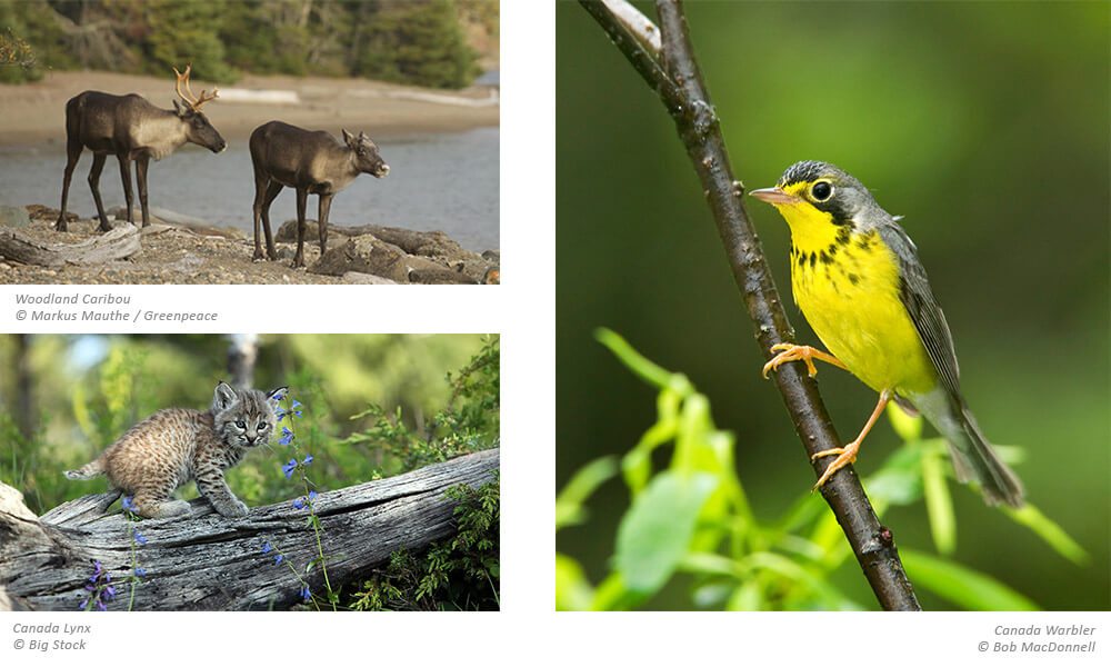 Images of Woodland Caribou, Canada Lynx, and Canada Warbler