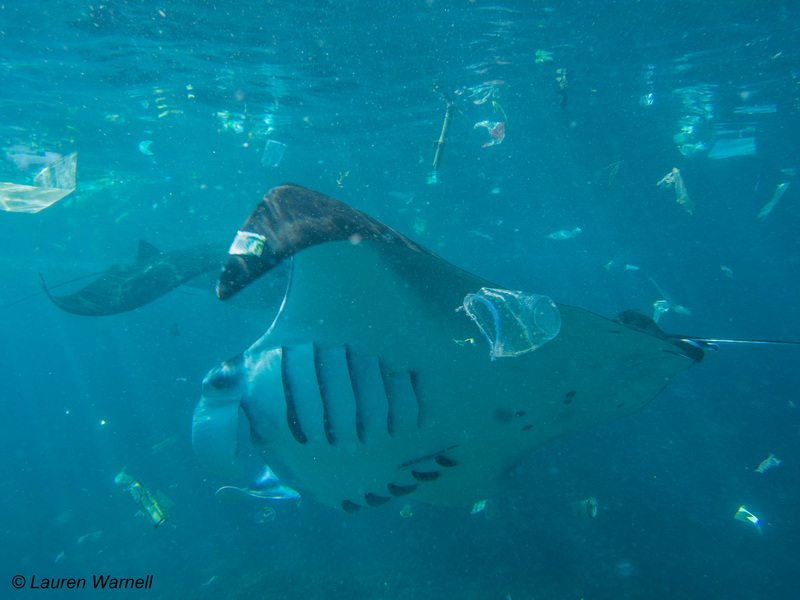 Manta Ray swims amongst Plastic Waste in Indonesia