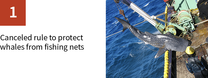 1. Canceled rule to protect whales from fishing nets