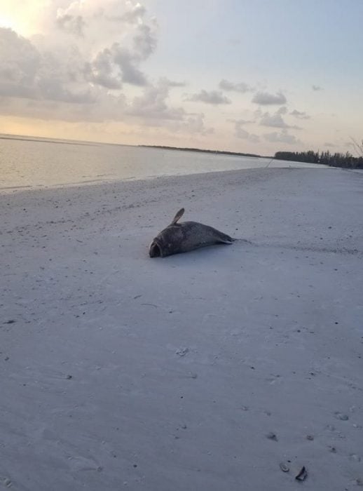 Sean Parsons Red Tide 1 Marco Island Greenpeace USA