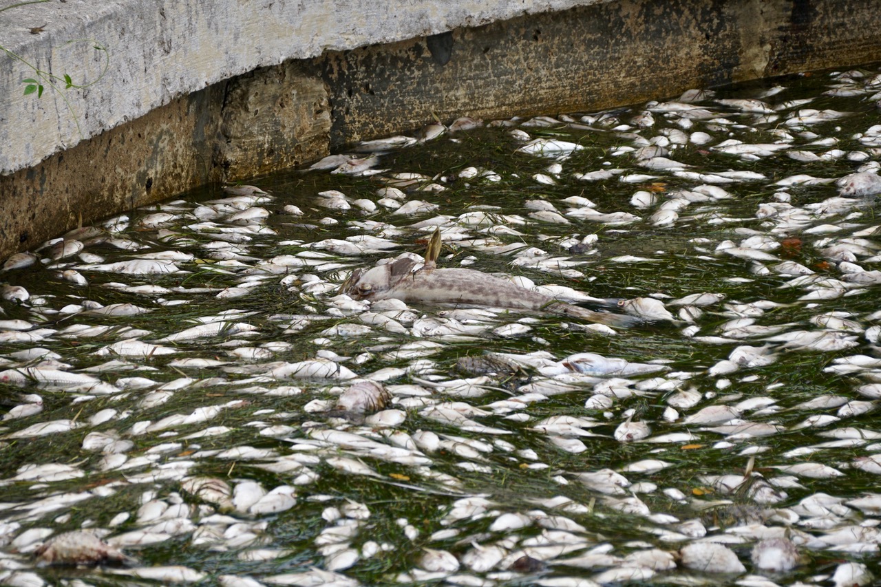 How Red Tide is Devastating the Environment and People in Southwest Florida  - Greenpeace USA