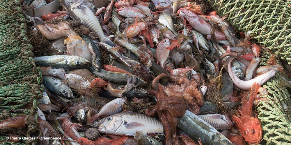 Various ocean wildlife bycatch caught in net