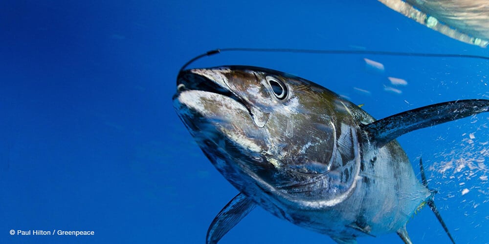 Charting progress: the English Atlantic Bluefin Tuna catch, tag