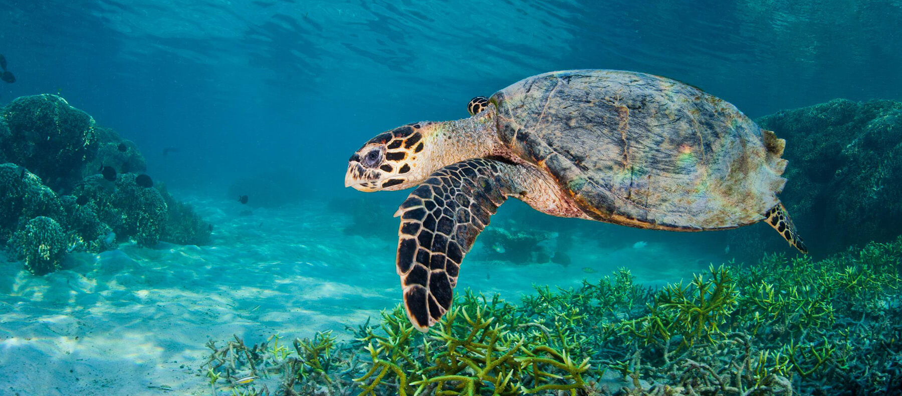 https://www.greenpeace.org/usa/wp-content/uploads/2019/08/Hawksbill-Turtle-in-Komodo-National-Park.jpg