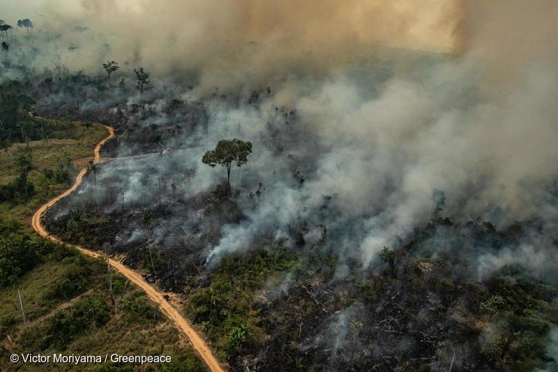 ALTAMIRA, PARÁ, BRAZIL: Aerial image of burning in Altamira, state of Pará. ALTAMIRA, PARÁ, BRASIL: Imagem aérea de queimadas na cidade de Altamira, Estado do Pará. (Foto: Victor Moriyama / Greenpeace)