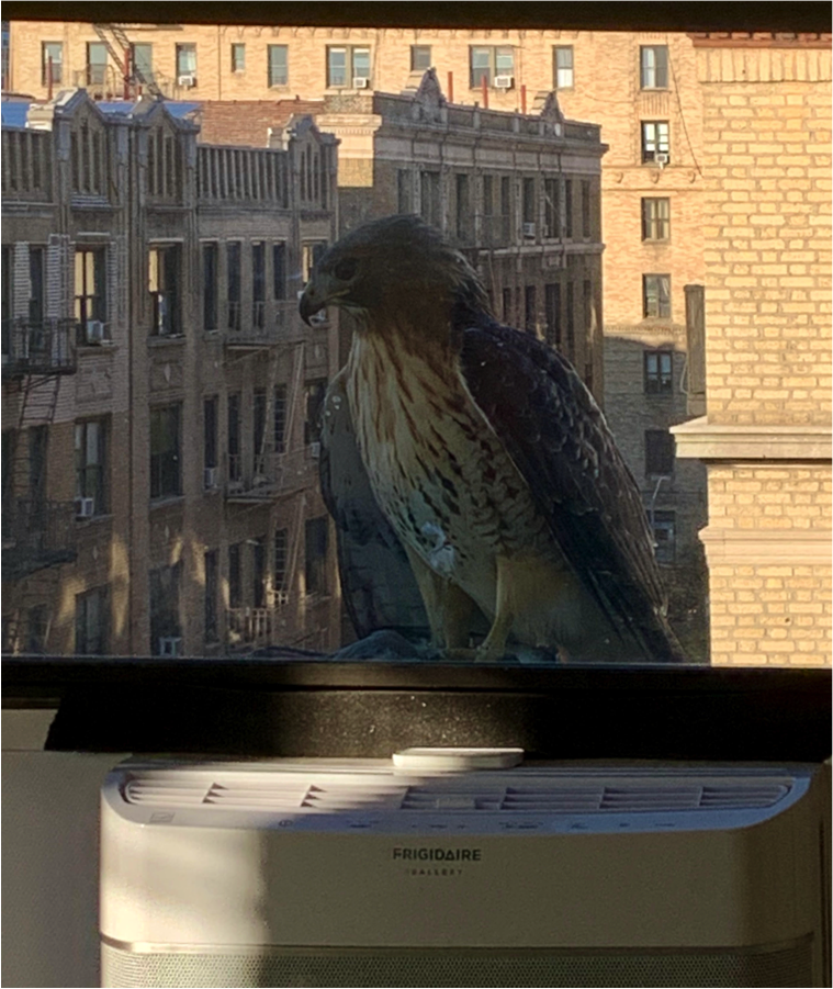 red hawk peering into the window