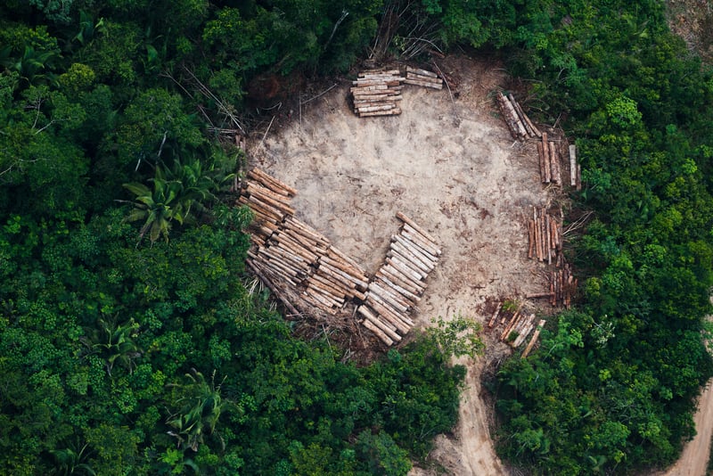 Biodiversity and the Amazon Rainforest - Greenpeace USA
