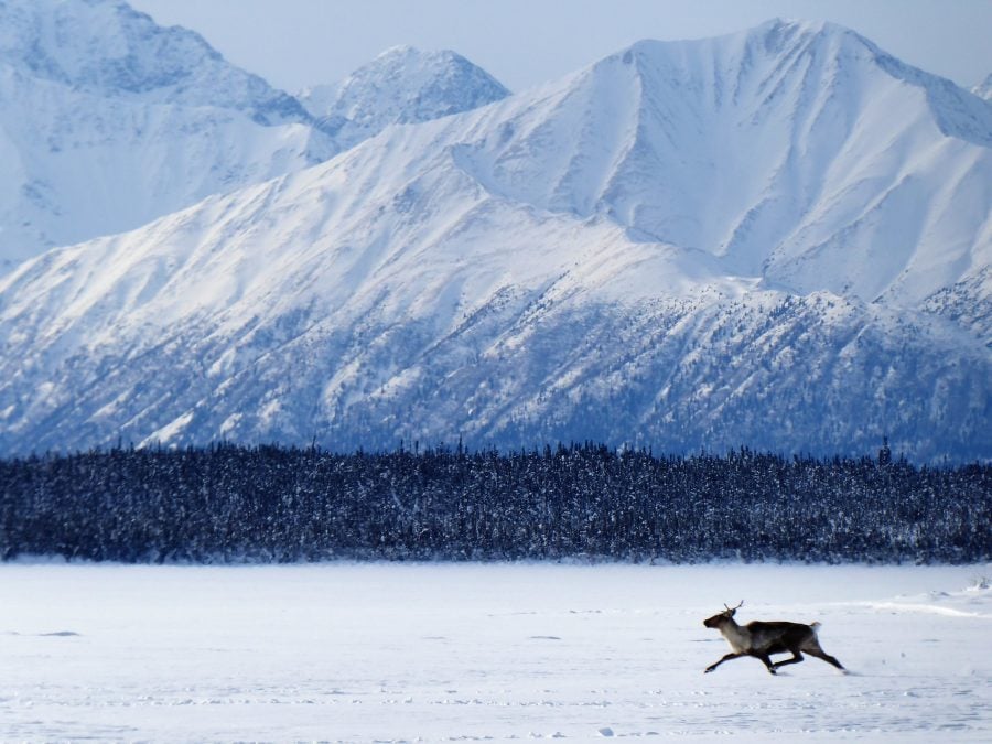 Caribou in the Alaska National Wildlife Reserve