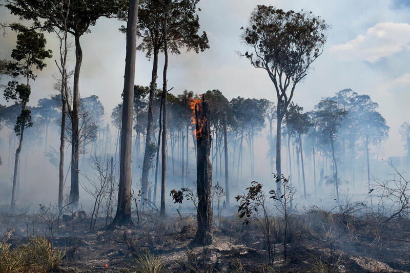 Annual data confirms Amazon deforestation highest since 2008