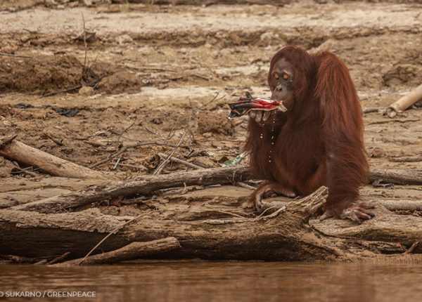 Eating Less Meat More Plants Helps The Environment Greenpeace Usa