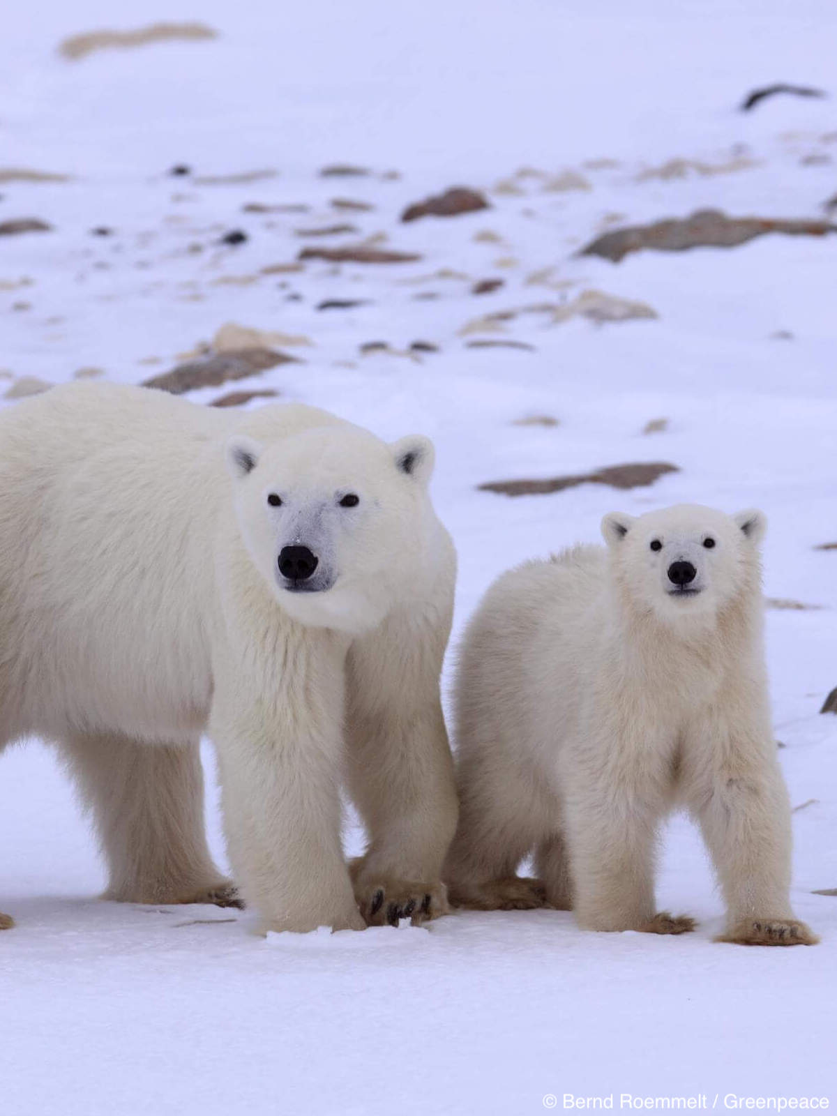 https://www.greenpeace.org/usa/wp-content/uploads/2021/03/compass-polar-bears.jpg