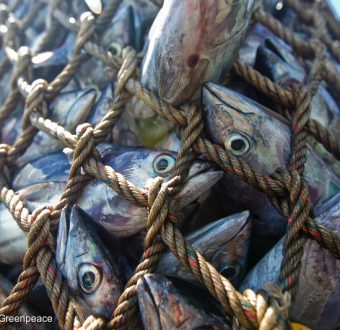 Photo: Fish in net