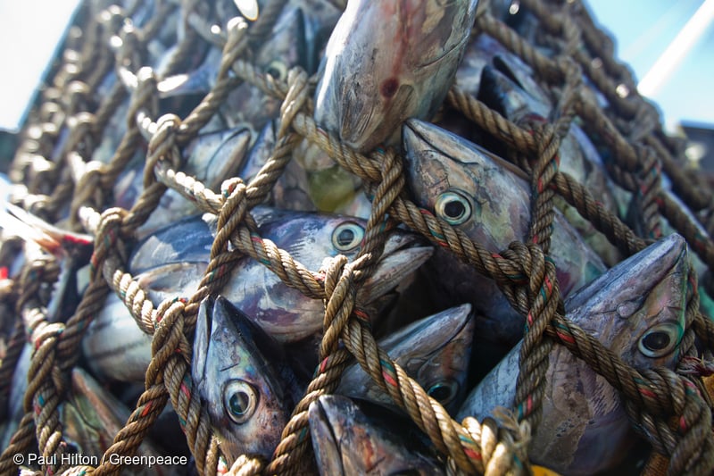 Photo: Fish in net