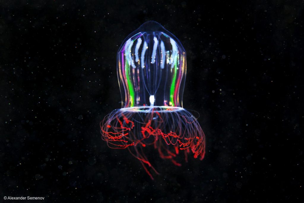 deep sea rainbow jellyfish