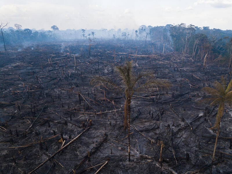 Deforestation In The Amazon Hits A Record High For The Month Of January Greenpeace Usa 6172